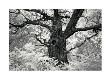 Portrait Of A Tree, Study 12 by Marcin Stawiarz Limited Edition Pricing Art Print