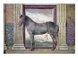 Sala Dei Cavalli, Detail - Portrait Of 'Morel Favorito', Horse From Ludovico Gonzaga Iii Stables by Giulio Romano Limited Edition Print