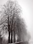 Trees In Foggy Winter Landscape by Ilona Wellmann Limited Edition Print