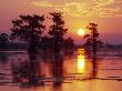 Sunrise Through Trees In Cypress Swamp by Images Monsoon Limited Edition Print