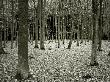 Trees In Forest During Autumn by Ilona Wellmann Limited Edition Print