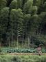 Farmer Walks Through A Field Of Various Vegetables Under Bamboo by Lynn Johnson Limited Edition Print