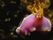 Bullock's Chromodoris Nudibranch Crawling On A Reef Wall by Tim Laman Limited Edition Print