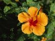 Orange Hued Hibiscus Flower by Tim Laman Limited Edition Print