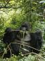 Silverback Mountain Gorilla Stripping Bark From A Twig by Tim Laman Limited Edition Print