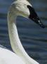 Trumpeter Swan by Tom Murphy Limited Edition Print