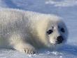 Harp Seal Pup Lies On The Ice by Tom Murphy Limited Edition Pricing Art Print