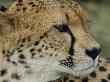 Profile Portrait Of A Cheetah by Tom Murphy Limited Edition Print