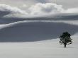 Single Tree In The Rolling Snow-Covered Terrain Of Hayden Valley by Tom Murphy Limited Edition Print