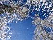 Skyward View Of Frost-Covered Cottonwood Trees by Tom Murphy Limited Edition Print