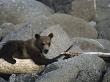 Brown Bear Cub (Ursus Arctos) Resting On A Log On Rocks by Tom Murphy Limited Edition Print