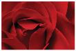 Rose Red by Danny Burk Limited Edition Pricing Art Print
