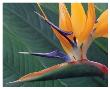 Strelitzia Ii by Danny Burk Limited Edition Pricing Art Print