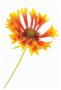 Gaillardia Ii by Harold Davis Limited Edition Print