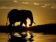 African Elephant by Scott Stulberg Limited Edition Print