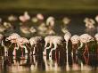 African Flamingos by Scott Stulberg Limited Edition Print