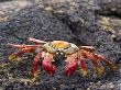 Galapagos Crab by Scott Stulberg Limited Edition Print