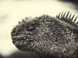 Galapagos Lizard by Scott Stulberg Limited Edition Print