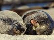 Seal On The Galapagos Beach by Scott Stulberg Limited Edition Print