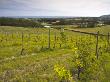 Adgestone Vineyard, Adgestone, Isle Of Wight, England, United Kingdom, Europe by Adam Burton Limited Edition Print