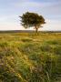 Alderman's Barrow Allotment, Exmoor National Park, Somerset, England, United Kingdom, Europe by Adam Burton Limited Edition Print