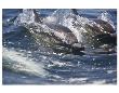 Dolphins In The Wake by Steve Munch Limited Edition Pricing Art Print