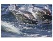 Dolphins In The Wake by Steve Munch Limited Edition Print