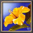 Golden Sunset Hibiscus by Karen Foley Limited Edition Print