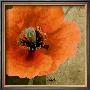 Orange Poppies Iv by Patty Q. Limited Edition Pricing Art Print