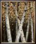 Shimmering Birches I by Arnie Fisk Limited Edition Pricing Art Print