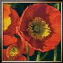 Red Poppy Trio I by Shirley Novak Limited Edition Pricing Art Print