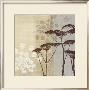 Lace Ii by Tandi Venter Limited Edition Print