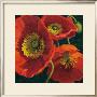 Red Poppy Trio Ii by Shirley Novak Limited Edition Print