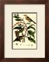 Bird In Nature I by E. Guerin Limited Edition Pricing Art Print