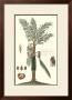 Exotic Palm Vi by Pierre-Joseph Buchoz Limited Edition Print