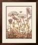 Field Of Lace Ii by B. Dauman Limited Edition Print