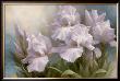 White Iris Elegance Ii by Igor Levashov Limited Edition Print