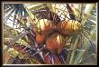 Coconut Grove by Lois Brezinski Limited Edition Pricing Art Print
