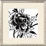 Black Rose I by Hilary Anderson Limited Edition Print
