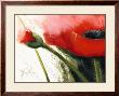 Faszination Mohn I by Gerd Pflumm Limited Edition Pricing Art Print