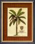 Banana Palm by Georg Dionysius Ehret Limited Edition Print