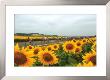 Tour De France 2005, Sunflowers by Graham Watson Limited Edition Print