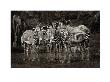Zebras by Marina Cano Limited Edition Print