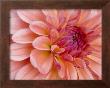 Graphic Dahlia Ii by Rachel Perry Limited Edition Print