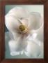 White Magnolias by Ann Cutting Limited Edition Print