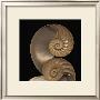 Sepia Nautilus I by Robert Creamer Limited Edition Print