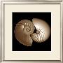 Sepia Nautilus Ii by Robert Creamer Limited Edition Print