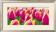 Tulips by Jan Lens Limited Edition Pricing Art Print