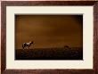 Southwest Paint Horse by Jim Tunell Limited Edition Print
