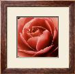 Pink Rose by Rosemary Calvert Limited Edition Pricing Art Print